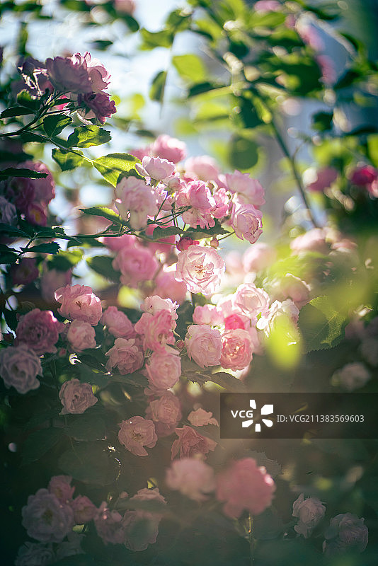 蔷薇花特写图片素材