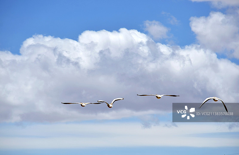 山南曲松县邱多江乡斑头雁图片素材