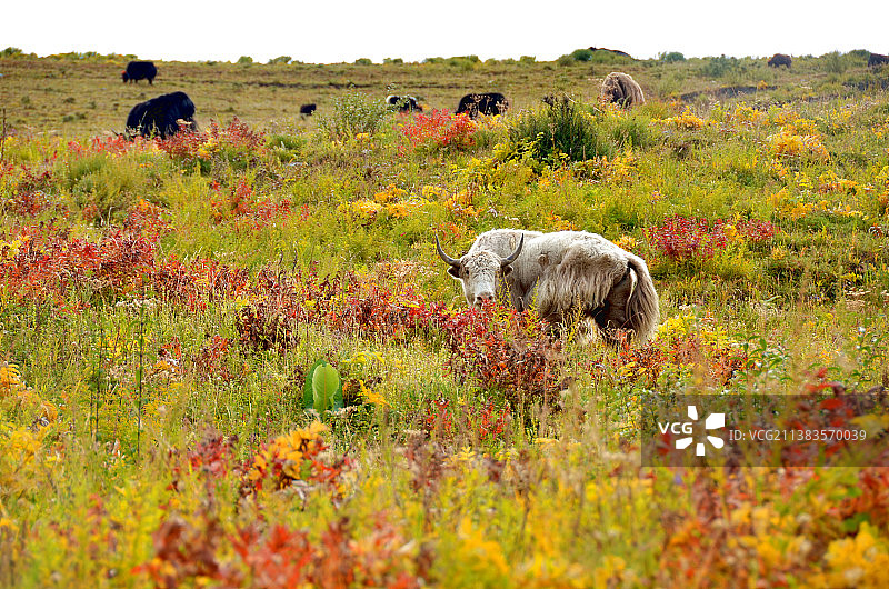 曲松县牦牛图片素材