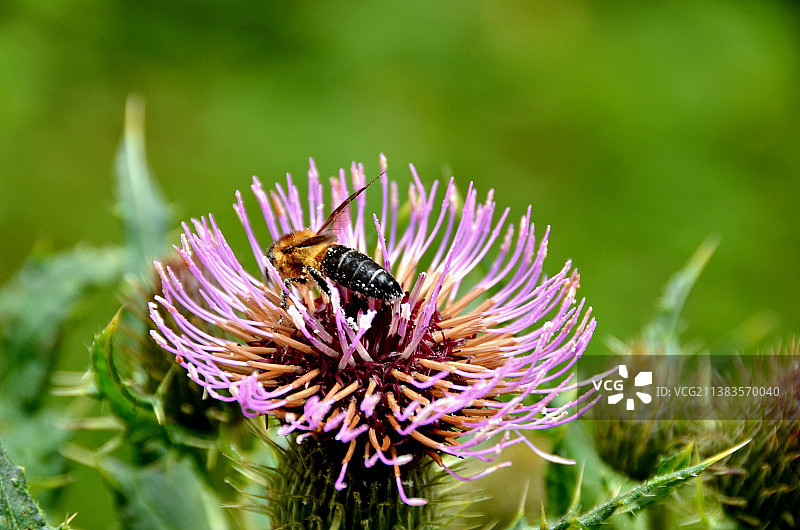 森木扎蜜蜂图片素材