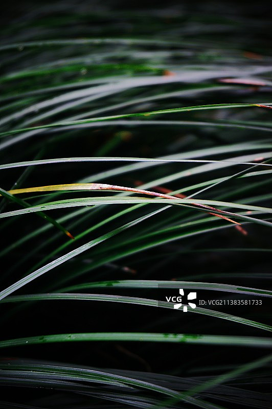 有质感的草丛图片素材