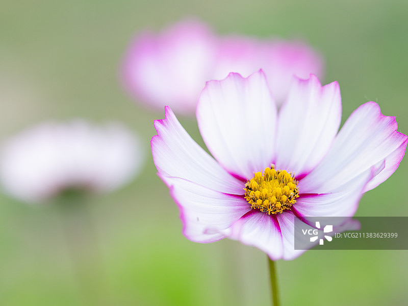 晨曦中的波斯菊图片素材