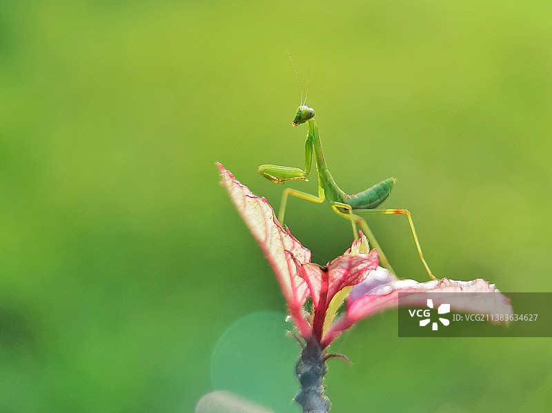 小螳螂.一枝独秀图片素材