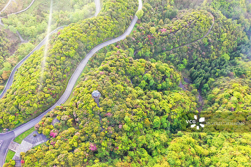 百里杜鹃38图片素材