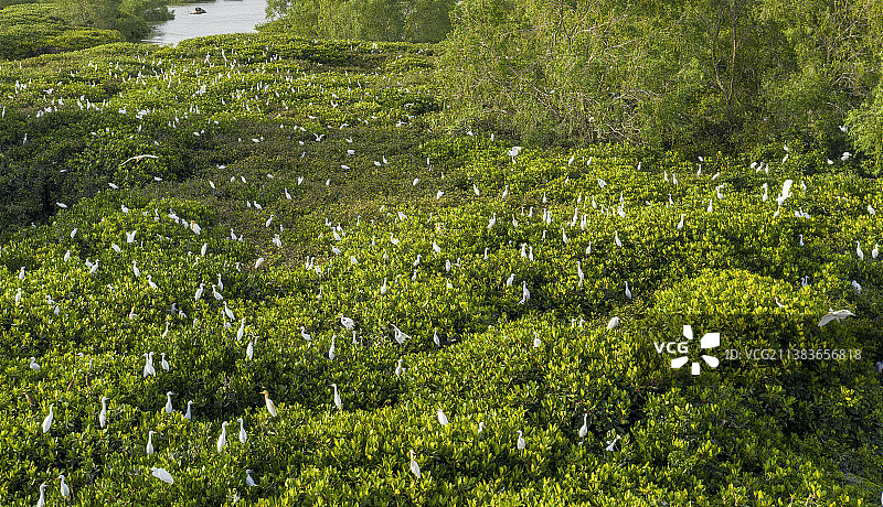 红树林和白鹭图片素材