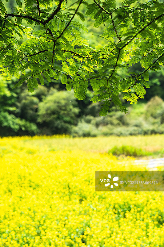 植物活化石的故乡-湖北恩施星斗山自然保护区里的夏日水杉树叶图片素材