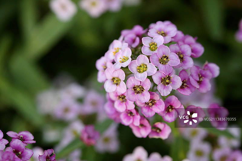 香雪球花图片素材