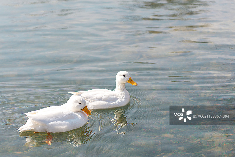 春江水暖鸭先知图片素材