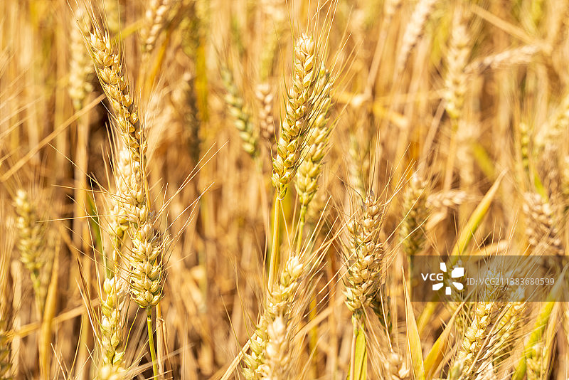 高清特写麦穗图片素材