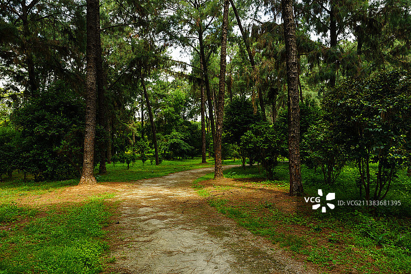 佛山植物园之加勒比松林图片素材