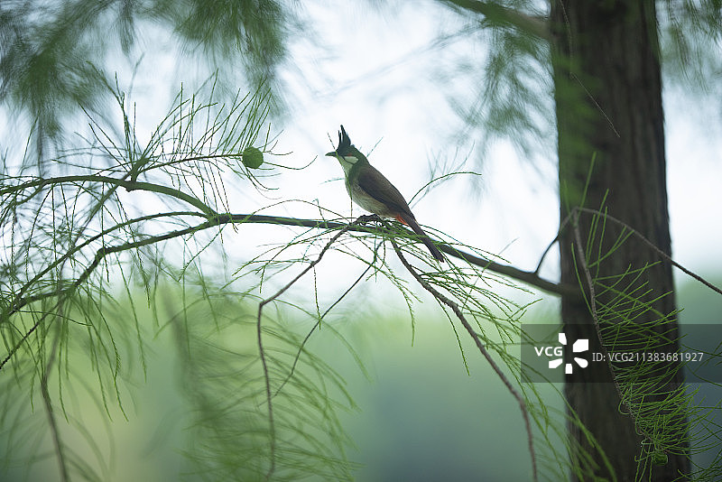 红耳鹎 4.47米图片素材