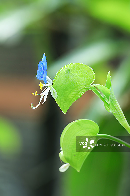 鸭跖草图片素材
