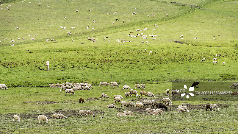 草原生灵图片素材