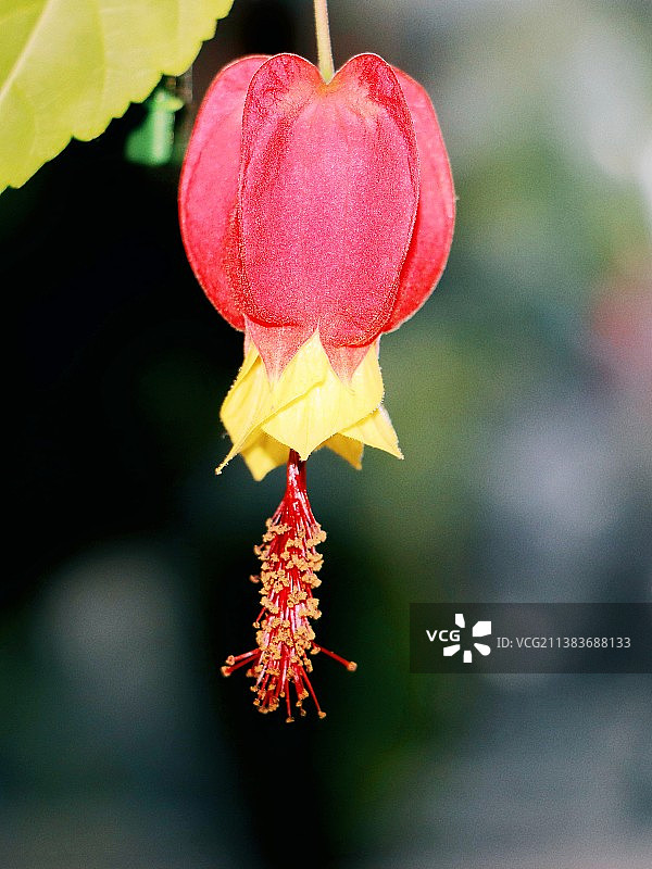 蔓性风铃花图片素材