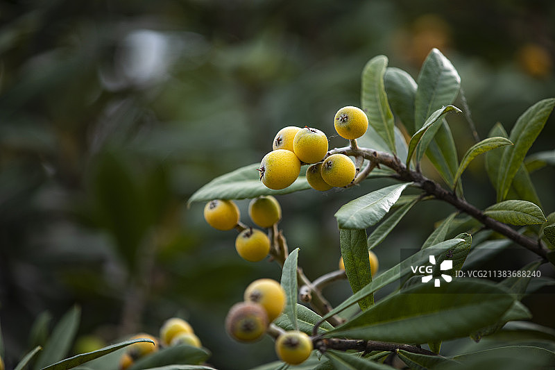 枇杷青黄图片素材