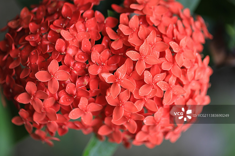 龙船花图片素材