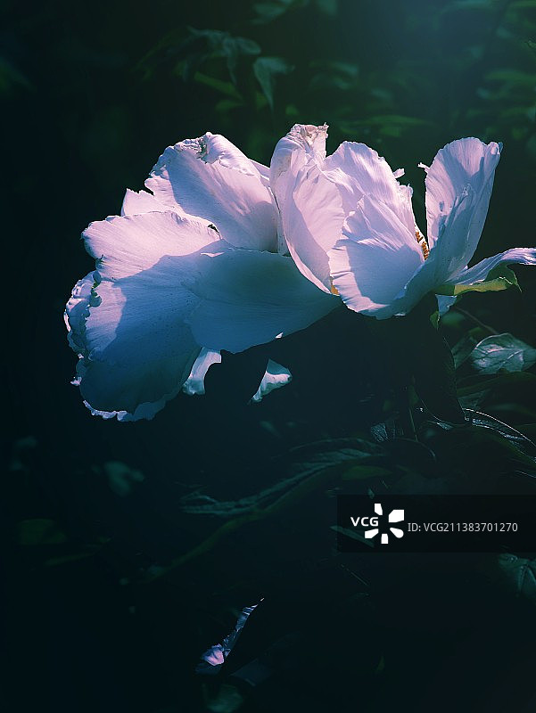 白牡丹图片素材