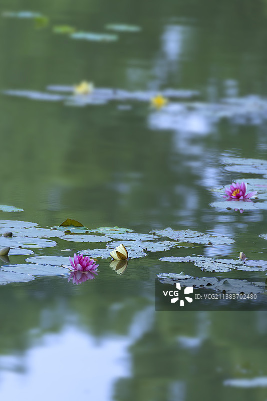 一池幽梦图片素材