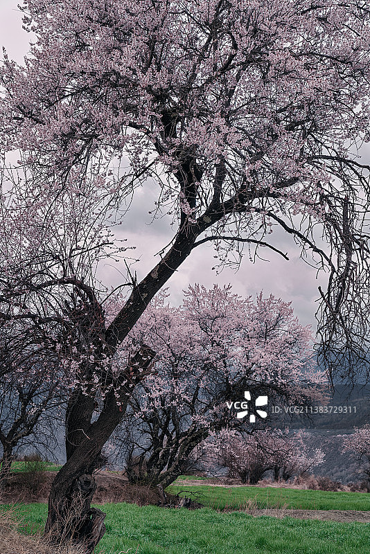 林芝的野桃花树图片素材