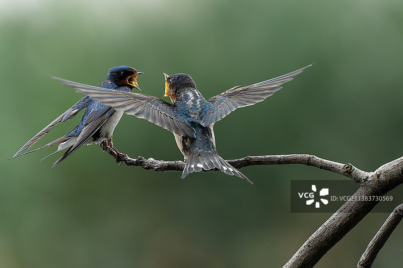 哺育新生图片素材