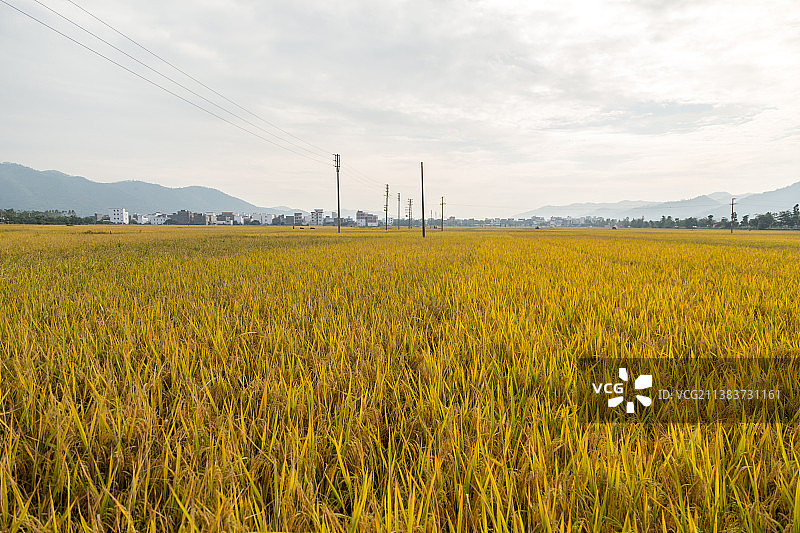 在希望的田野上图片素材