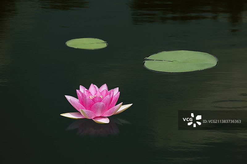 一朵盛开的睡莲花图片素材