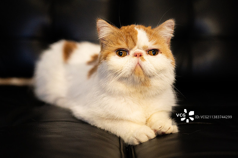 红白加菲猫图片素材