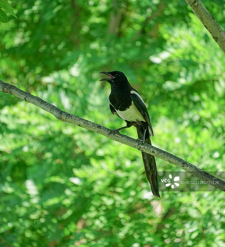 鸟栖息在树枝上的特写镜头图片素材