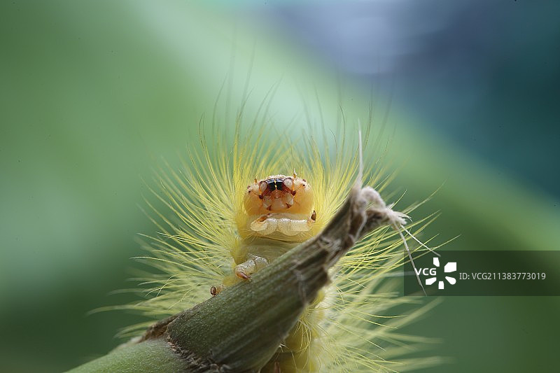 愤怒的毛毛虫图片素材