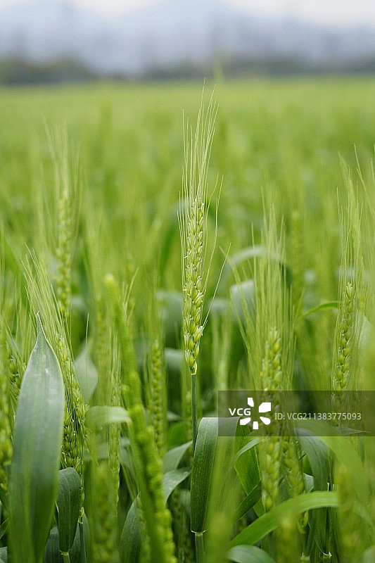 绿色的小麦图片素材