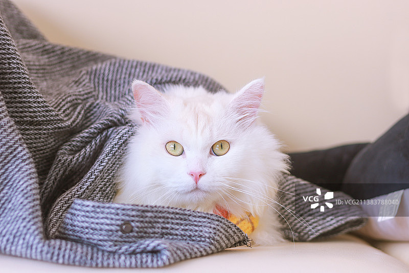 衣服里长出狮子猫来了图片素材