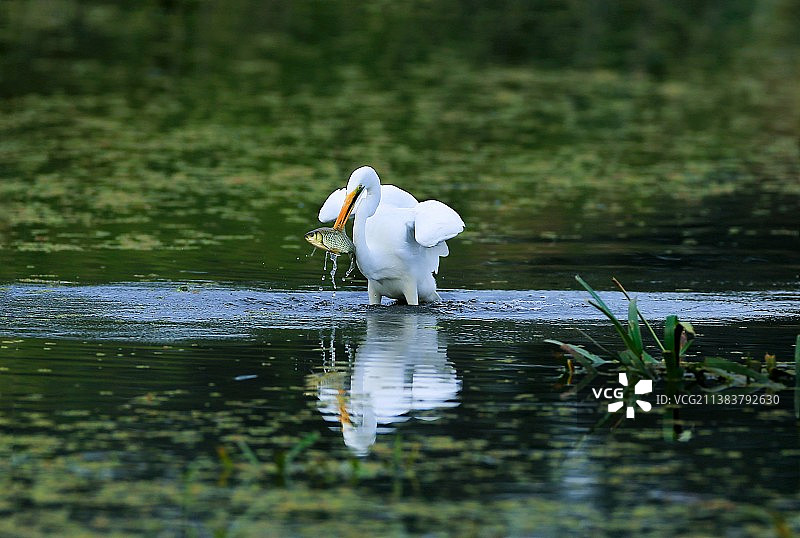 大白鹭捕鱼图片素材
