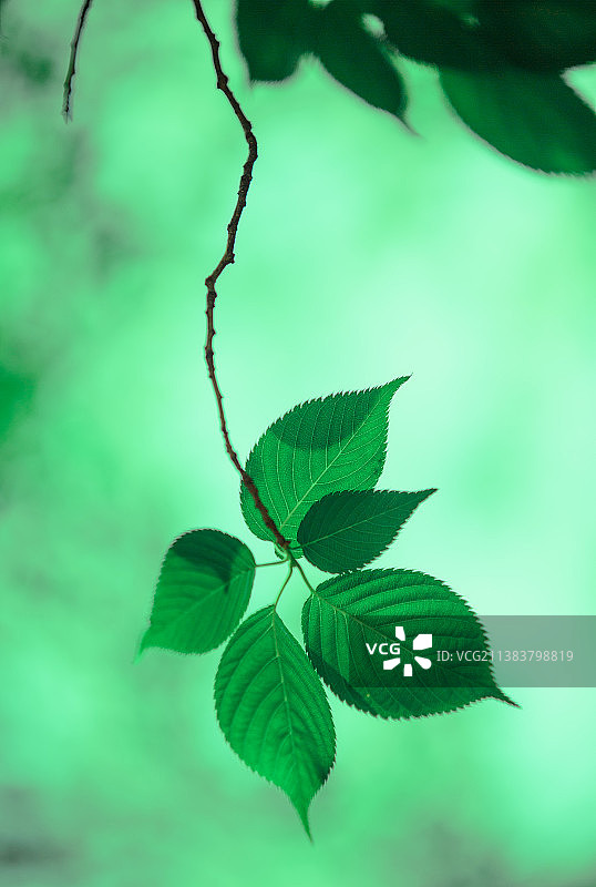 初夏伊始图片素材