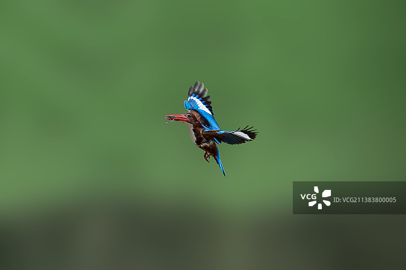 嘴里叼虾的飞翔白胸翡翠Halcyon smyrnensis图片素材