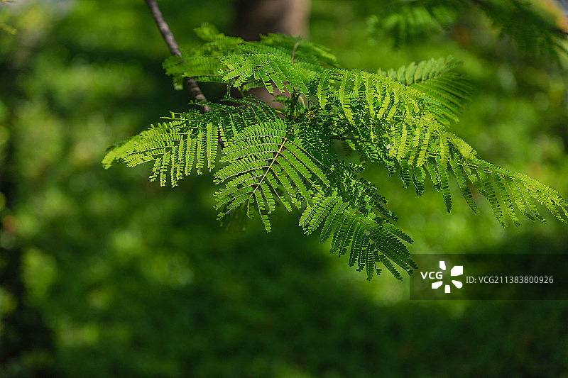 凤凰木凤凰花图片素材