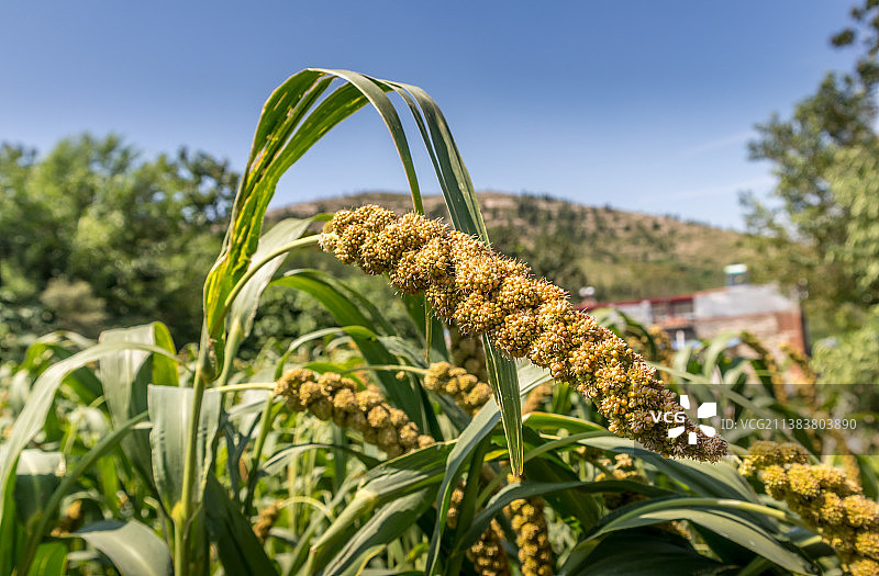 谷物—中国北方图片素材