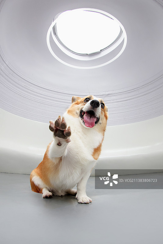 可爱的柯基犬图片素材