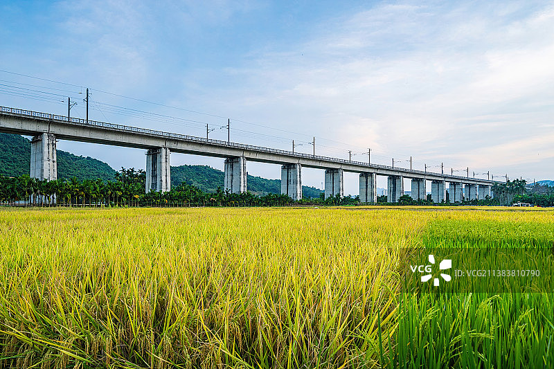 海南岛三亚农村秋季即将成熟收割的水稻图片素材