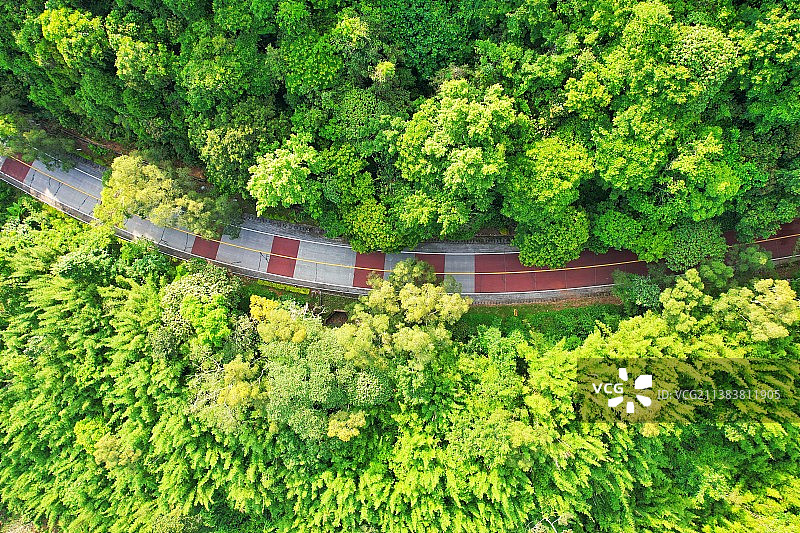 海南热带雨林国家公园图片素材