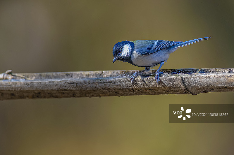 大山雀图片素材