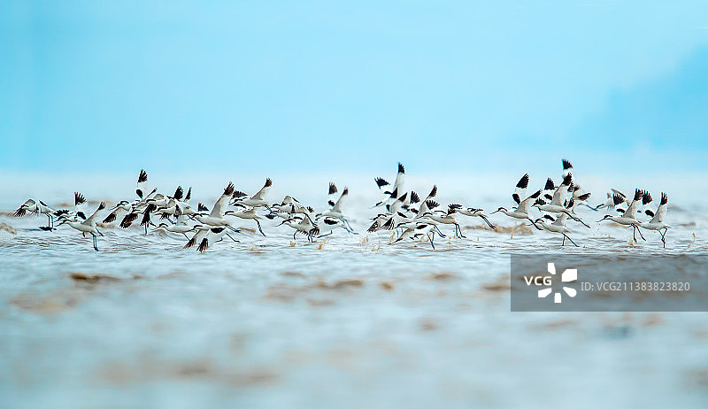 反嘴鹬：潮涨时候图片素材