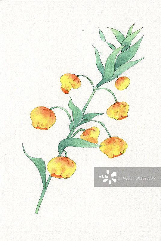 宫灯百合 植物花卉系列  水彩插画图片素材
