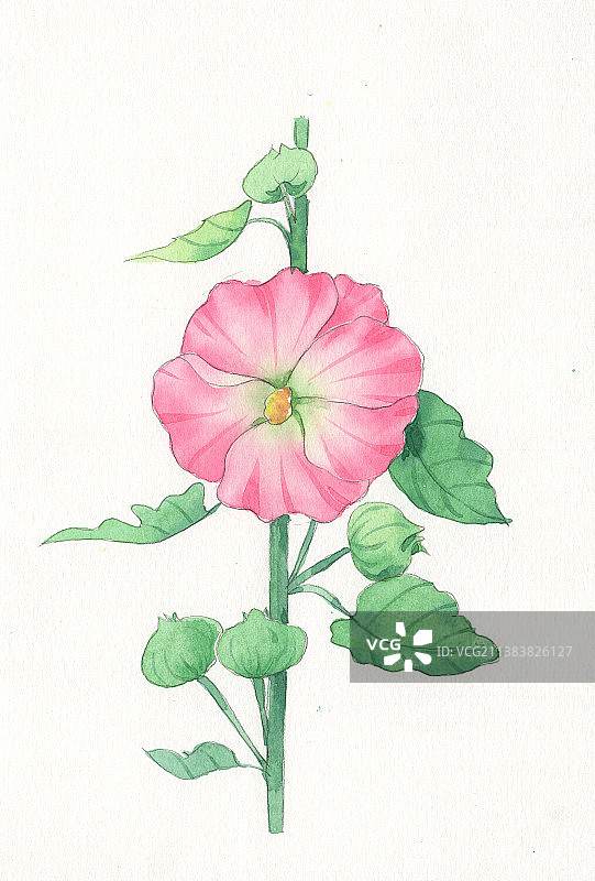 蜀葵 植物花卉系列  水彩插画图片素材