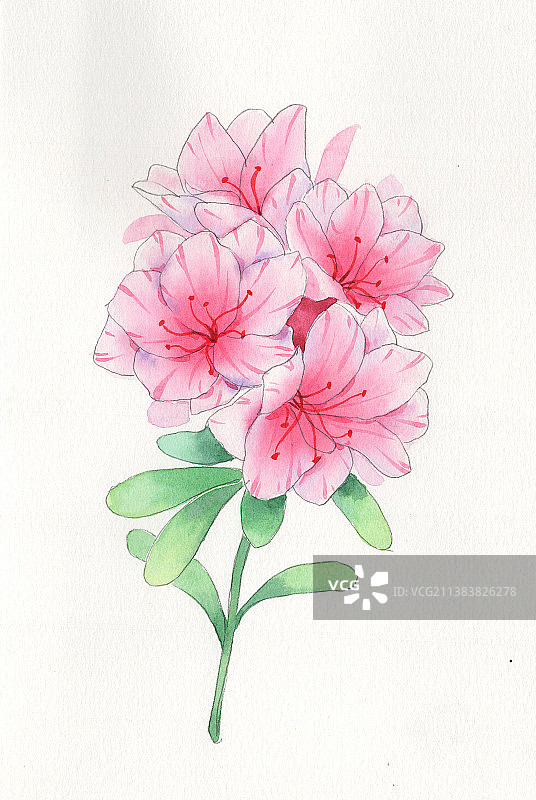 杜鹃花 植物花卉系列  水彩插画图片素材