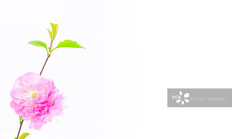 中国野生植物影棚拍摄拍摄主题，粉红色的重瓣榆叶梅和盛开的花朵特写，室内无人图像摄影图片素材