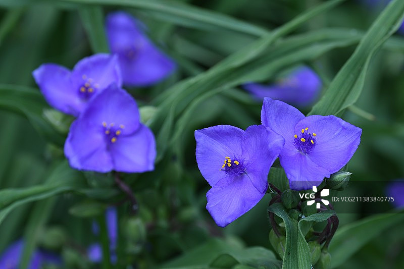 鸭跖草图片素材