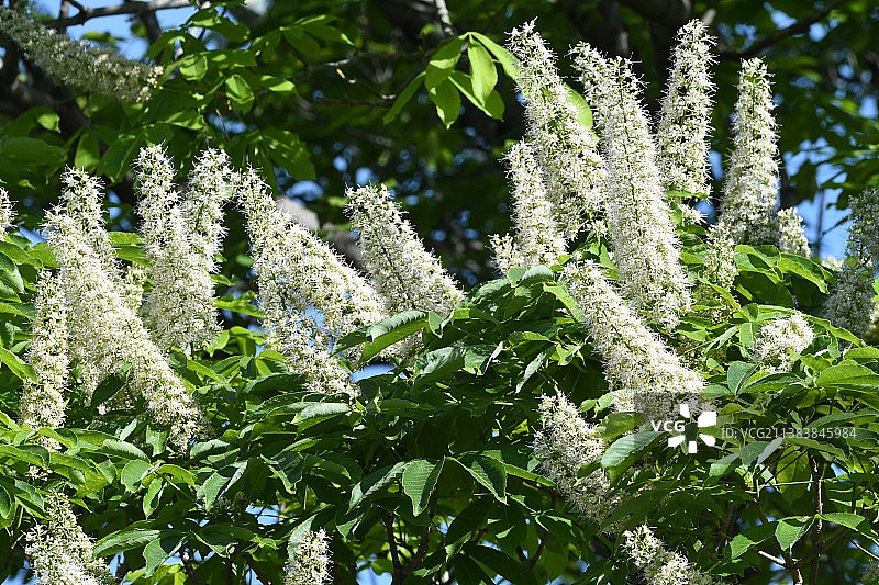 七叶树图片素材