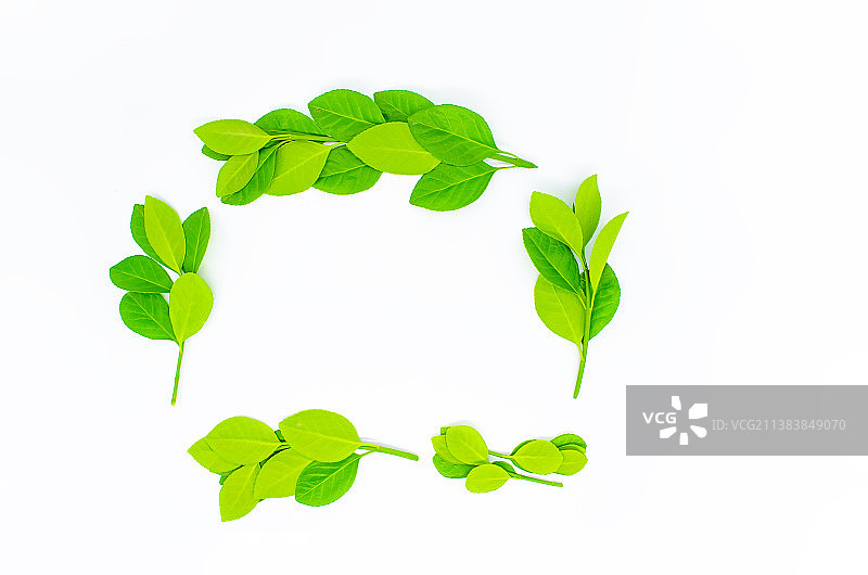 中国野生植物影棚拍摄拍摄主题，鲜嫩绿色枝芽树叶纹理特写和尚未盛开的圆形花骨朵全景图，室内无人图像摄影图片素材