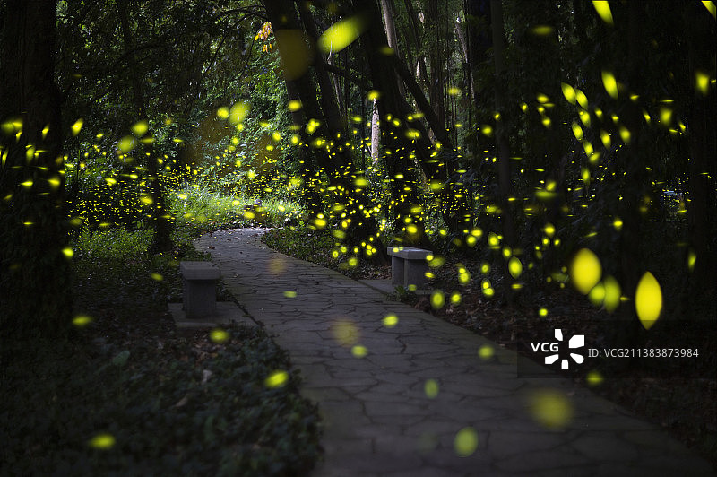 萤火虫精灵们的夜之舞2图片素材