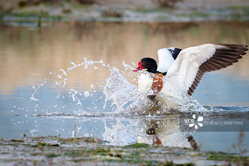 翘鼻麻鸭图片素材